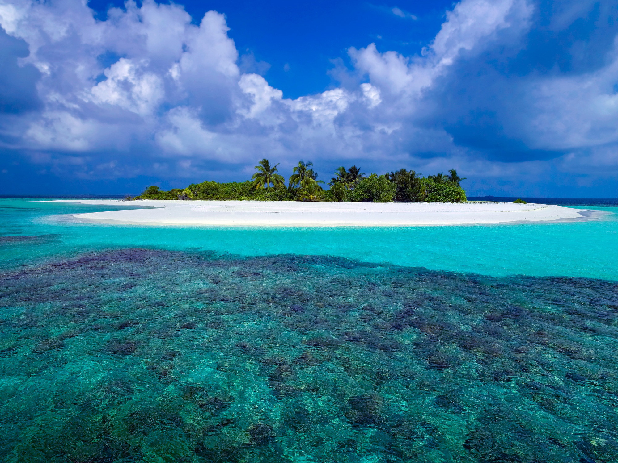 Coral Reef - The Maldives