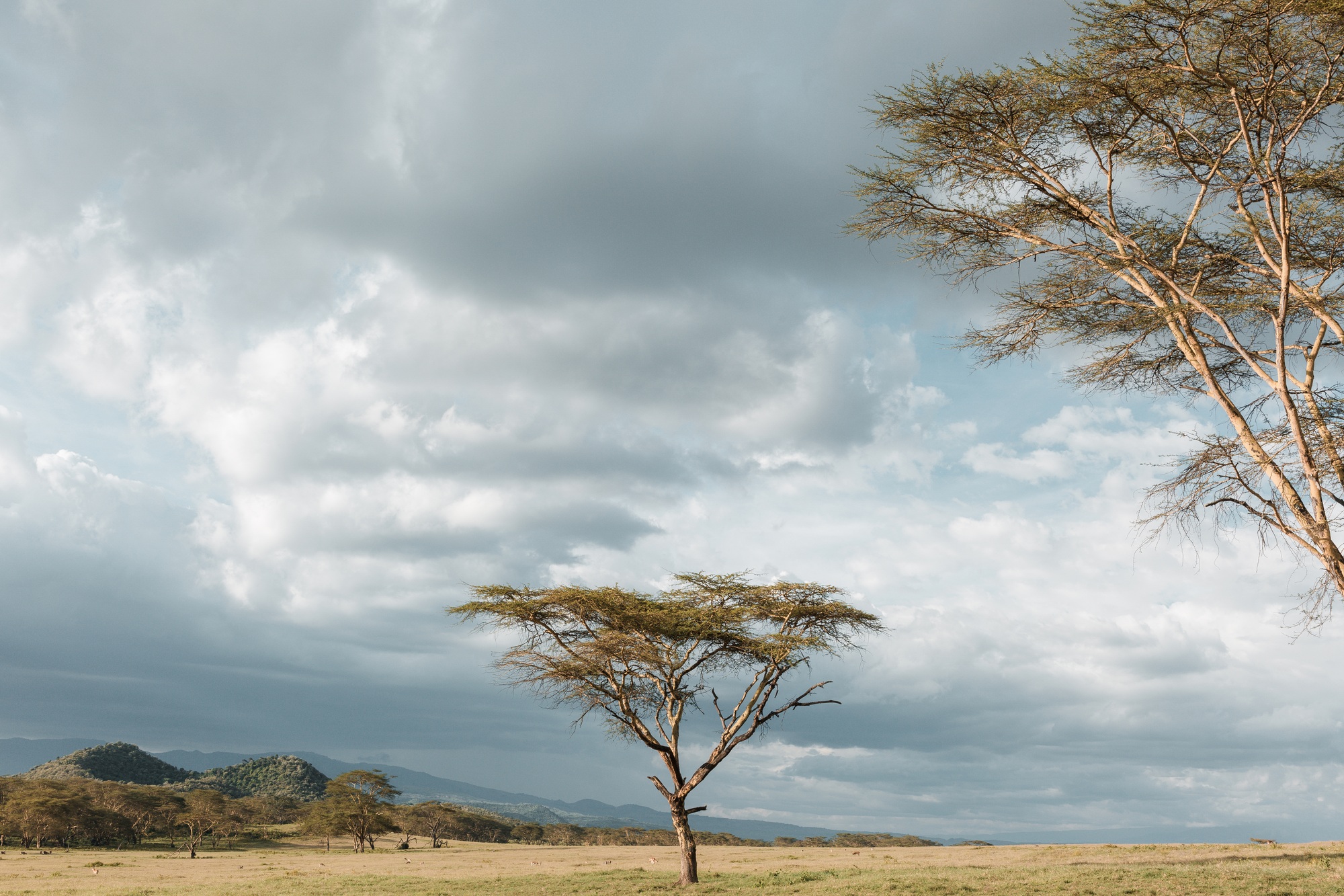 Kenya Sunset Sunrise Sundowner Hills Mountains Landscapes Plants vegetation Kenya East Africa safari