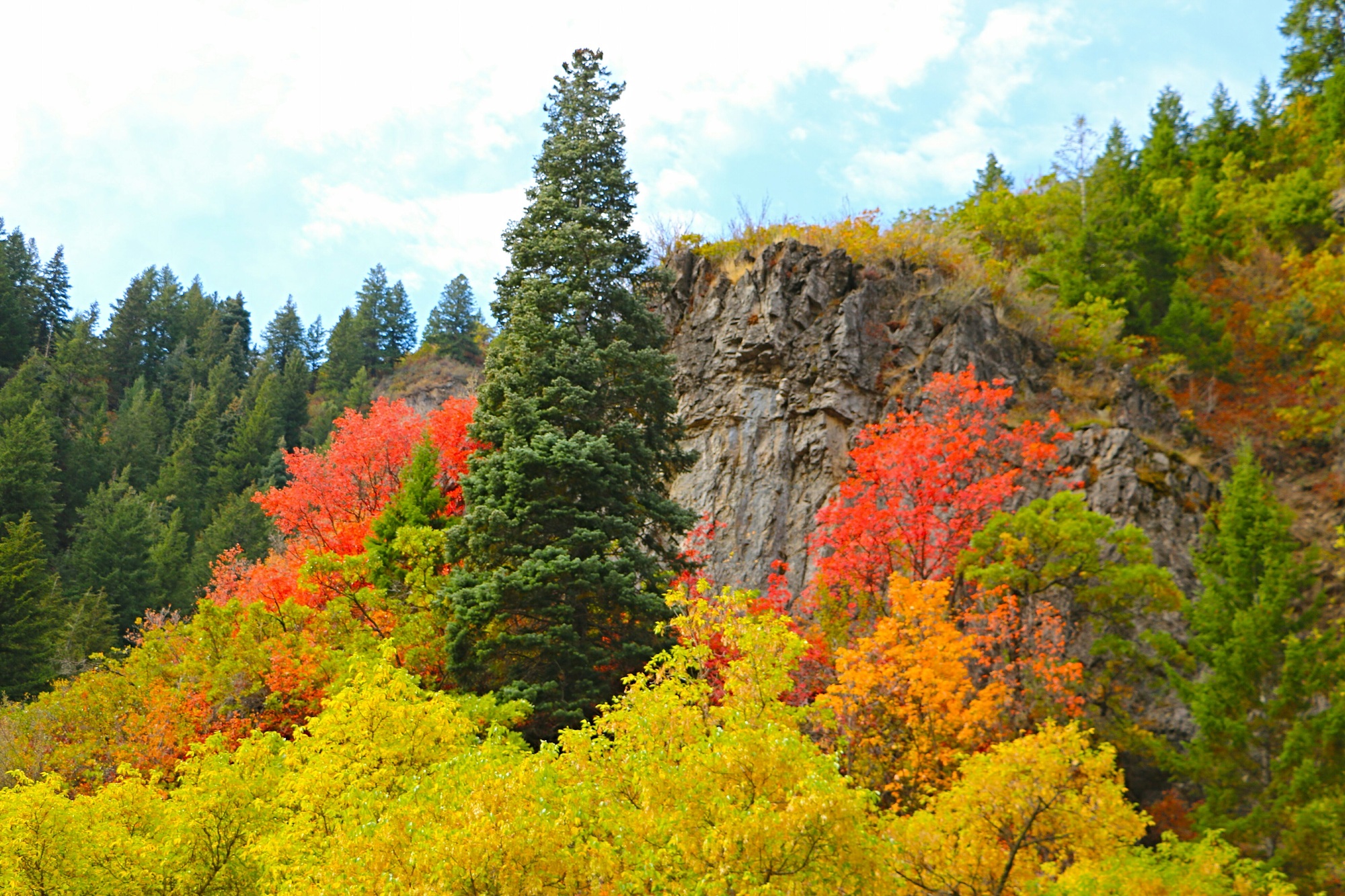 Natural background of trees in the splendor of autumnal colors against a blue sky.